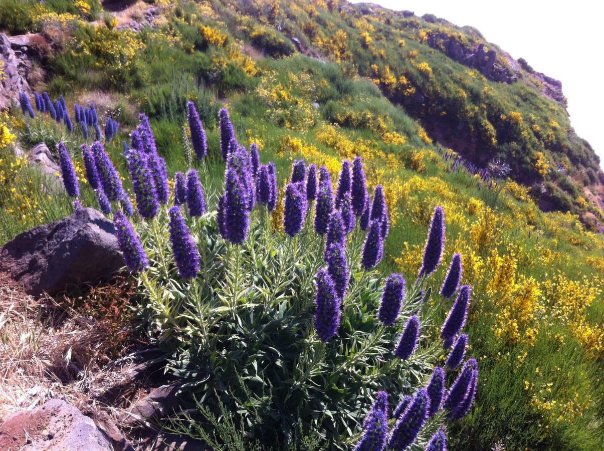 Blooming Botanic Houses Estreito Da Calheta Dış mekan fotoğraf