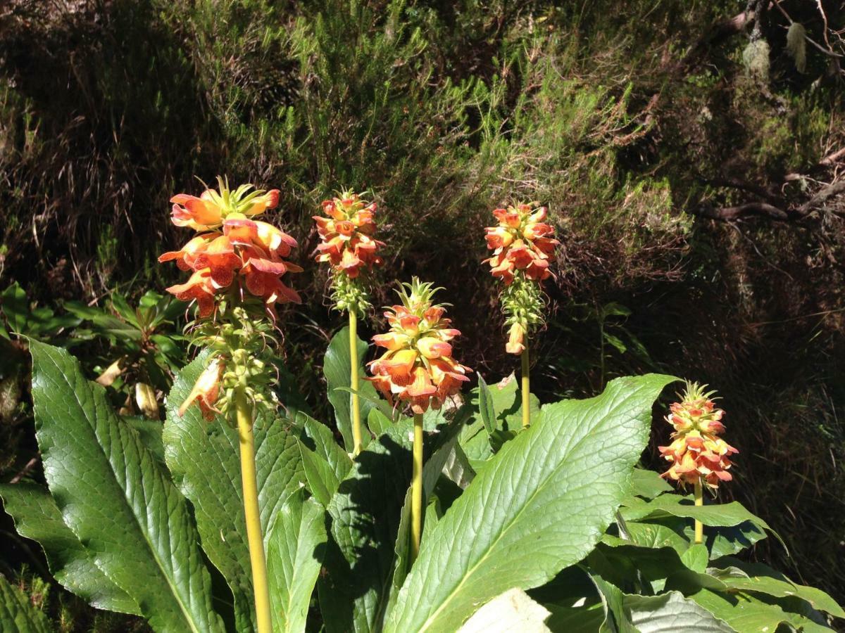 Blooming Botanic Houses Estreito Da Calheta Dış mekan fotoğraf