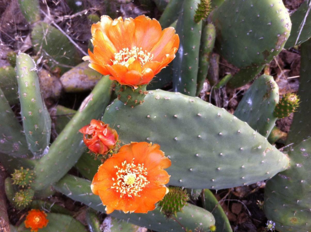 Blooming Botanic Houses Estreito Da Calheta Dış mekan fotoğraf