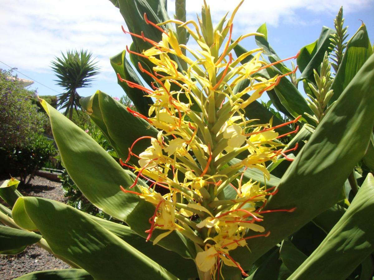 Blooming Botanic Houses Estreito Da Calheta Dış mekan fotoğraf