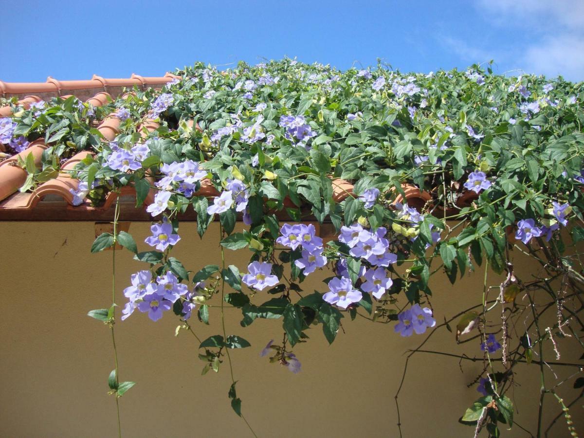 Blooming Botanic Houses Estreito Da Calheta Dış mekan fotoğraf